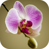 Apps for Orchid Lovers. Wallpapers Keyboard Themes icon
