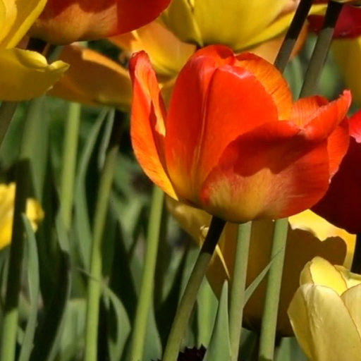 Tulips Live Wallpaper Pro logo