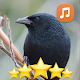 Canto de Pássaro Preto Download on Windows