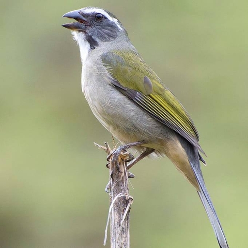 Canto do Trinca Ferro logo