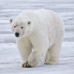 Cover Image of Download Polar Bears  APK