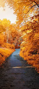Autumn Fall Wallpapers 2023 HD