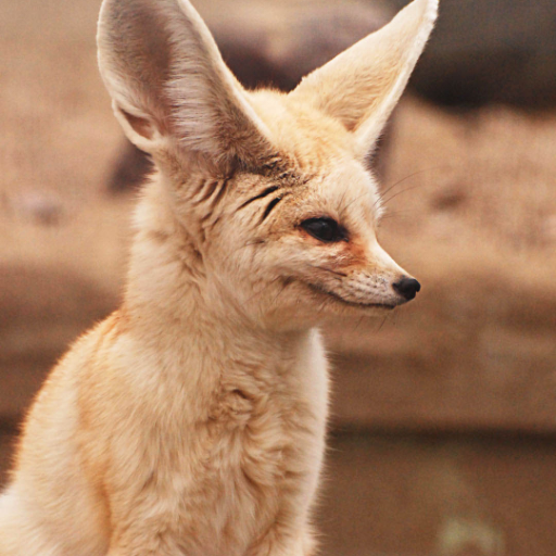 Fennec fox Wallpapers 2.0 Icon