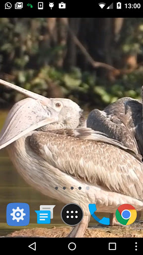 pelican wallpaper Screen 2