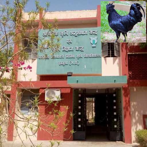 KVK JHABUA Kadaknath  Farming Windowsでダウンロード