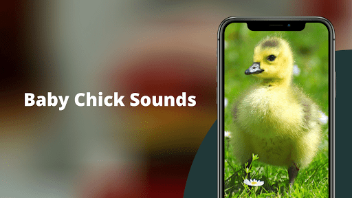 Android application Chicks Sounds - Chirping Noise screenshort