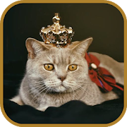 Top 48 Photography Apps Like Cute Cats Images and Wallpapers - Best Alternatives
