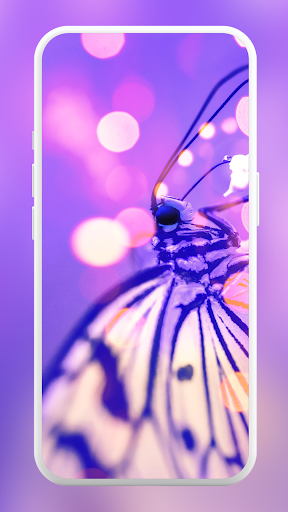 Butterfly Wallpapers