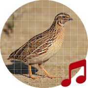 Top 19 Lifestyle Apps Like Quail Sounds ~ Sboard.pro - Best Alternatives