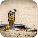 Snake Wallpaper icon