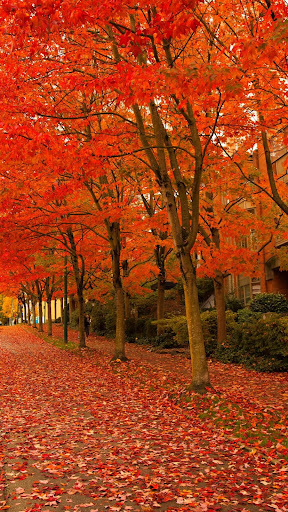 Autumn Leaves Wallpaper ekran görüntüsü