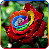 Rose Day Live Wallpaper icon