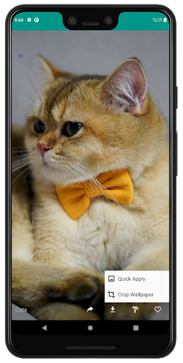 Cute Cats and Dogs Wallpaper