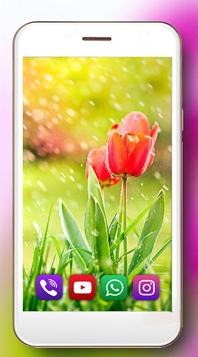 Tulipanes Frescos Fondos Pantalla Animados