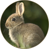 Rabbit and Bunny Sounds icon
