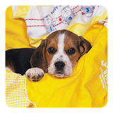 Beagle Live Wallpaper icon