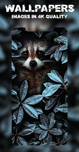 Raccoon Wallpapers