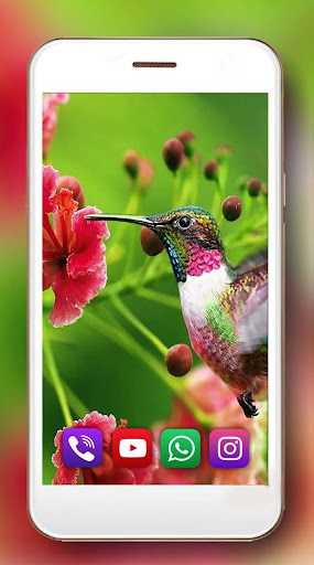 Colibri Exotic Live Wallpaper
