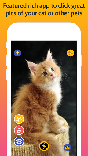 Cats Cam: Purrfect Pet Pics Screen 2