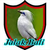 Master Kicau Jalak Bali icon