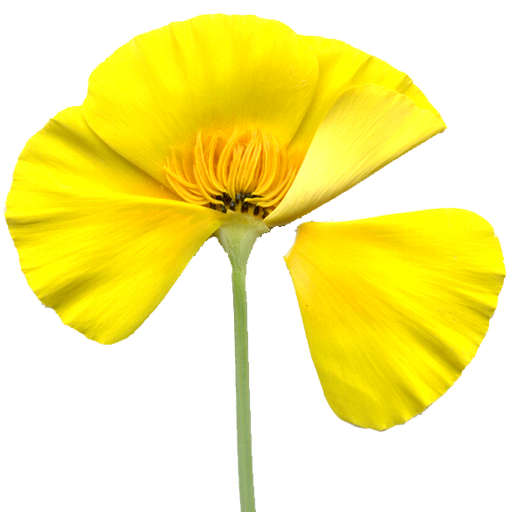 North California Wildflowers logo