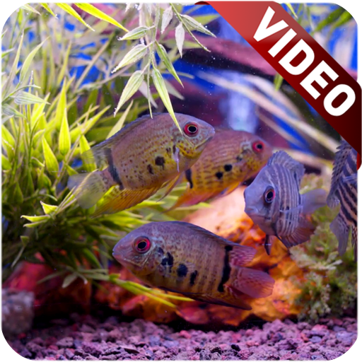Aquarium Video Live Wallpaper logo