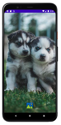 Fondos de Pantalla de Perros H Screen 2