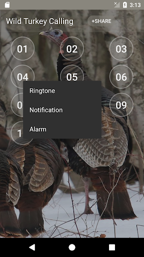 Wild Turkey Calling Sounds Screen 2