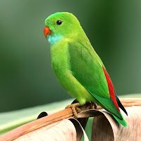 Macaw Bird sounds