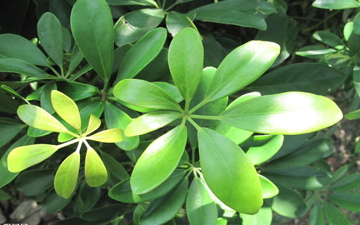 Leaf Jigsaw Puzzles Screen 2