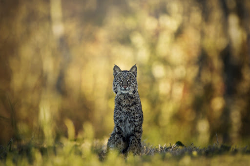 Android application Lynx Wallpapers screenshort