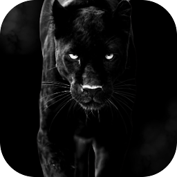 Black Wallpaper: Darkify - Apps on Google Play