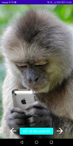 Funny Monkey Wallpapers