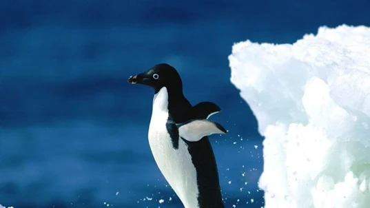 pinguin wallpaper