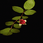 Cover Image of Unduh Rose With Leafs LWP  APK