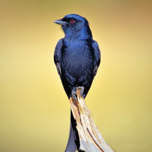 Drongo Bird Sounds logo
