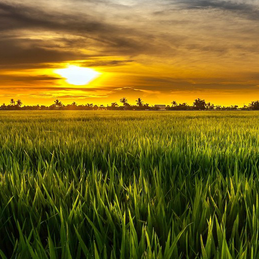 Live Wallpaper Nature logo