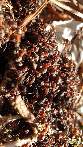 Android application moving ants wallpaper screenshort