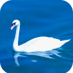 Cover Image of Télécharger Swan Wallpaper HD  APK