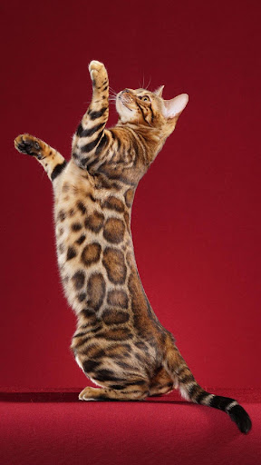 Android application Bengal Cat screenshort