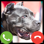 Cover Image of Download Fake Call Pitbull - Prank Call  APK