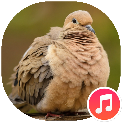 Dove Sounds Download on Windows