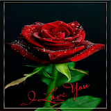Rose I Love You Live Wallpaper icon