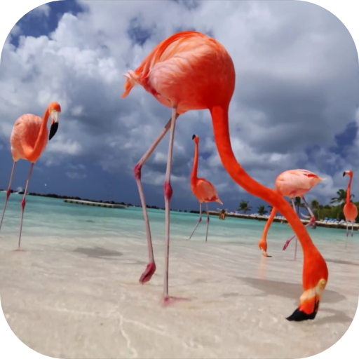 Flamingo Video Live Wallpaper Download on Windows