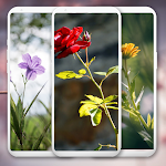 Cover Image of Tải xuống Roses and Flowers wallpapers 2 APK