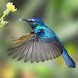 Hummingbirds HD Wallpaper - Androidアプリ