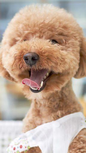 Android application smile dog wallpaper screenshort