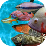 Tropical fish racing game icon