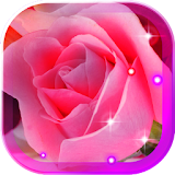 Roses Pink n Red icon