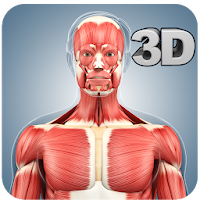 Muscle Anatomy Pro.